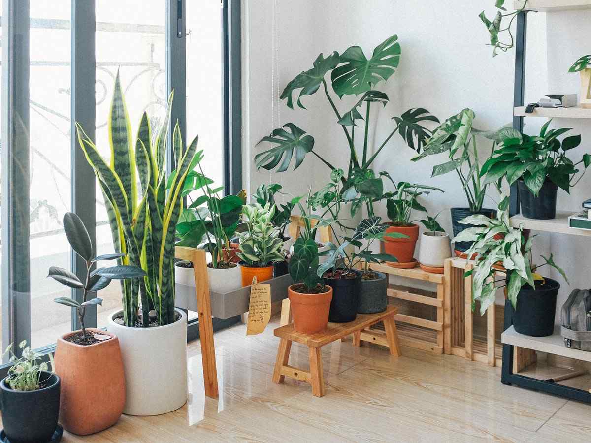 Ideas for your home garden